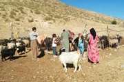  بیش از 405 هزار راس دام سبک در 6 ماهه اول در کردستان علیه بیماری بروسلوز واکسینه شد 